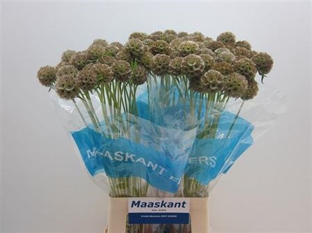 Скабиоза-Scabiosa-Stellata Zd-70cm-vp 1ea32f3c-a15e-11ed-0a80-067a0008509d