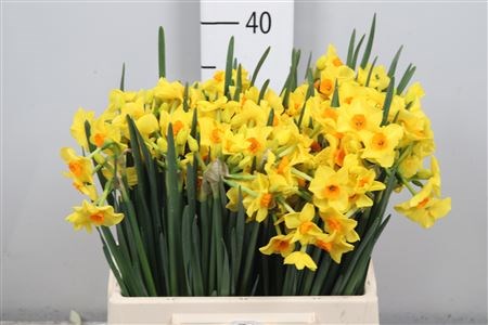 Нарцис-Narcissus-Martinette-42cm-24gr-vp 1ec1f0a8-a15e-11ed-0a80-067a00085117