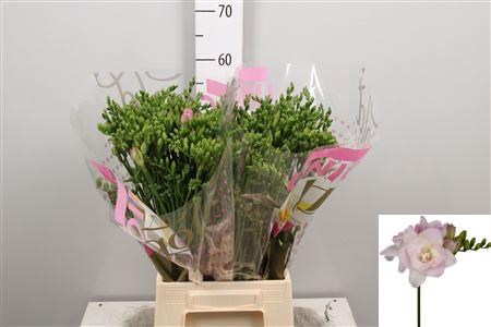 Фрезия-Freesia-Du Rosario-56cm-28gr 1edad882-b863-11ee-0a80-119f003462e4