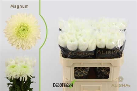 Хризантема одн-Chrysant Gr-Magnum-70cm-70gr-vp 1f0e5f19-a15e-11ed-0a80-067a000851b7