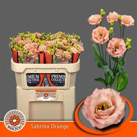 Лизиантус G-Lisianthus G-Sabrina Orange-70cm-vp 1f1c5454-a15e-11ed-0a80-067a000851c4