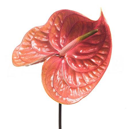 Антуриум-Anthurium-Cognac 1f229c9d-4cf7-11f0-0a80-0b9b000c5100
