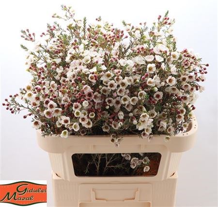 Ваксфлауэр-Chamelacium-Moonl Delight-80cm-55gr-vp 1f22ed8a-a15e-11ed-0a80-067a000851ca