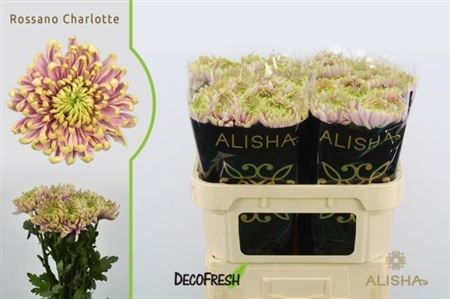 Хризантема одн-Chrysant Gr-Ross Charlotte-70cm-80gr-vp 1f2fee96-a15e-11ed-0a80-067a000851d7