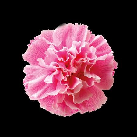 Гвоздика ст-Dianthus st-Pastel Pink-60cm 1f33d7d7-b863-11ee-0a80-119f003462f9