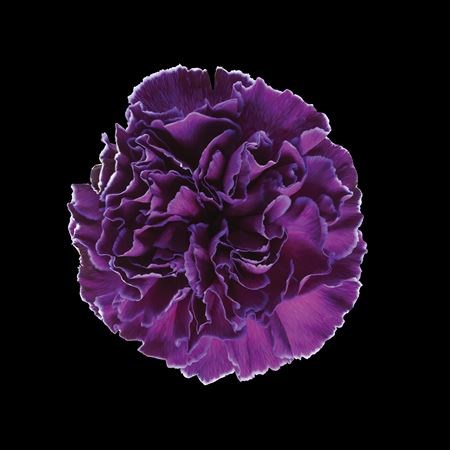 Гвоздика ст-Dianthus st-Violet-60cm 1f36eb4a-b863-11ee-0a80-119f003462fc