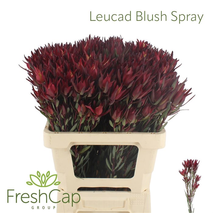Леукадендрон-Leucadendron-Blush Spray-60cm-vp 1f45a019-a15e-11ed-0a80-067a000851ea