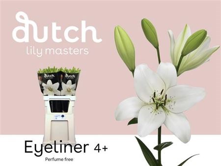 Лилия-Lilium-La Eyeliner-90cm-vp 1f79ef94-a15e-11ed-0a80-067a00085224