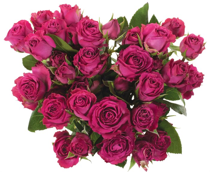 Роза куст-Rosa sp-Purple Irischka-50cm-IS 1f9ed906-6532-11ed-0a80-051900177894