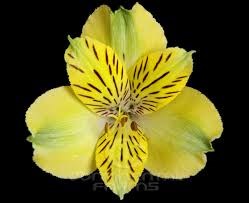Альстромерия-Alstroemeria-Shakira--70cm 1fd73110-ac03-11ef-0a80-10e700576fc3