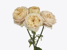 Роза-Rosa-Vanilla Catalina-50cm-CN 2017f6ca-a1b9-11ef-0a80-090d0010e176