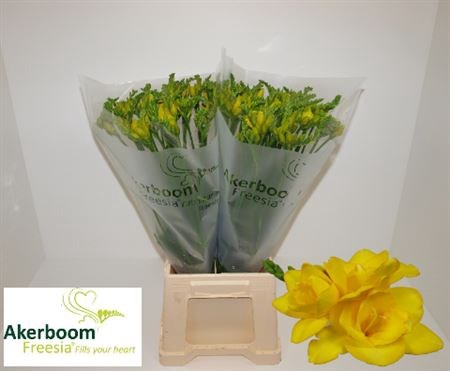 Фрезия-Freesia-Du Ballade-54cm--23gr 2018d9d4-168c-11ef-0a80-03d6003a31f5