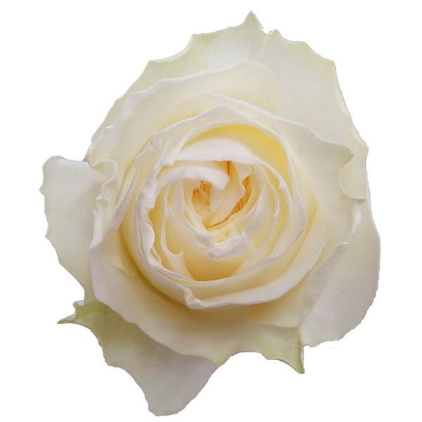 Роза-Rosa-Coldplay-50cm-PE 20a4b4fb-bfa9-11ec-0a80-0b4c000b173c