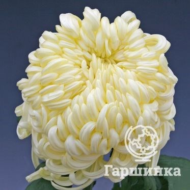 Хризантема одн-Chrysant Gr-Vienna Cream-75cm 20cf6faa-bfa6-11ec-0a80-0b4c0008839d