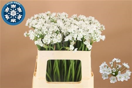 Aллиум-Allium-Flocon-55cmllium Flocon 20e61ee6-d639-11ee-0a80-0db000231062