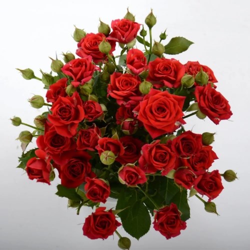 Роза куст-Rosa sp-Mirabel-62cm-Ks 210bacda-d72c-11ef-0a80-008d0030ded2