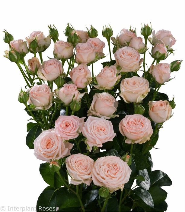 Роза куст-Rosa sp-Bombastic--53cm-Ti 02c4c356-4e4d-11ee-0a80-01f100118ef1