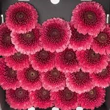 Гербера-Gerbera-Germini Pomponi Gonzo Diamond-50cm 213d556e-7596-11ef-0a80-177b0021f6b1