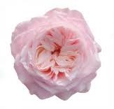 Роза-Rosa-Yuyi Gardens-40cm-CN 2186e2ce-913f-11f0-0a80-10eb0035c272
