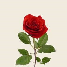 Роза-Rosa-Delirium-60cm-BA 2193922d-913f-11f0-0a80-10eb0035c27b