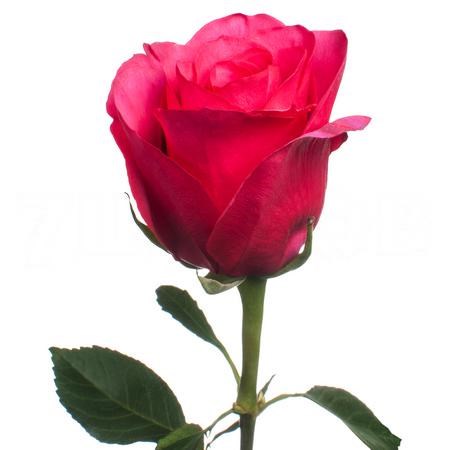 Роза-Rosa-Explorer-50cm-BA 21960c61-913f-11f0-0a80-10eb0035c27e