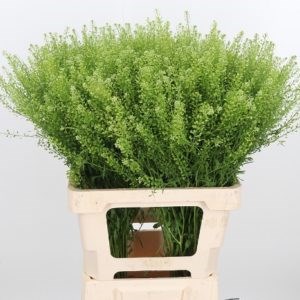 Лепидиум-Lepidium-Green Bell-70см-FY 21a0aec3-d502-11ec-0a80-02940031c3f1
