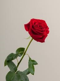 Роза-Rosa-Freedom-60cm-QA 21b3e54b-913f-11f0-0a80-10eb0035c290