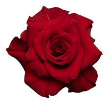 Роза-Rosa-Mamma Mia-60cm-QA 21b84015-913f-11f0-0a80-10eb0035c296