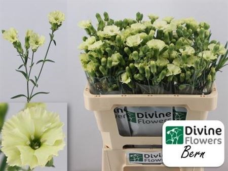 Гвоздика куст-Dianthus tr-Solomio Bern--60cm 02e5182a-bfa4-11ec-0a80-0b4c00068c4f
