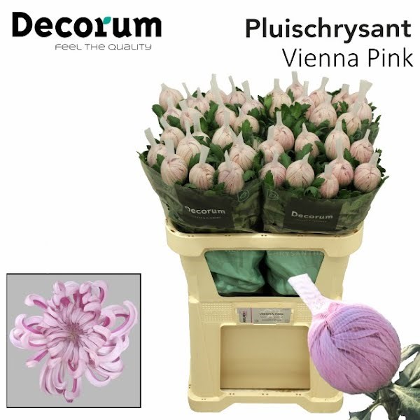 Хризантема одн-Chrysant Gr-Vienna Pink-80cm-90gr 21d25182-bfa6-11ec-0a80-0b4c00088480