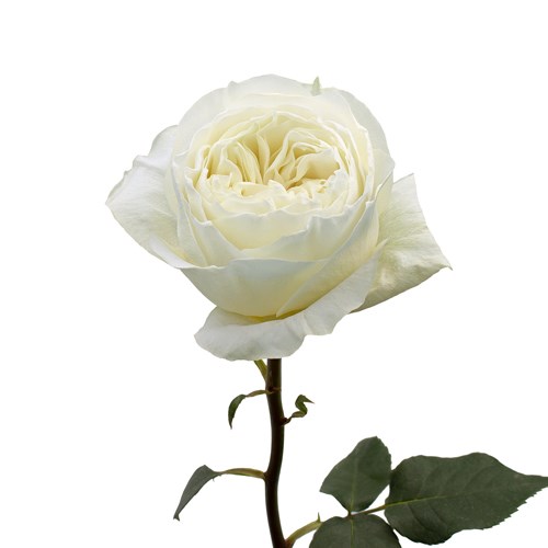 Роза-Rosa-Coldplay-50cm-AG 21e23182-bfa9-11ec-0a80-0b4c000b1adf