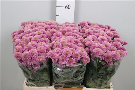 Хризантема сант-Chrysant sant-Aaa Doria-55cm-120gr 21ee2a91-bfa6-11ec-0a80-0b4c0008849d