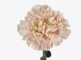 Гвоздика-Dianthus-Hanoi-70cm-AO 2235286b-318c-11f0-0a80-14d800241859