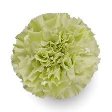 Гвоздика-Dianthus-Green Park-70cm-AO 223bfa1f-318c-11f0-0a80-14d800241865