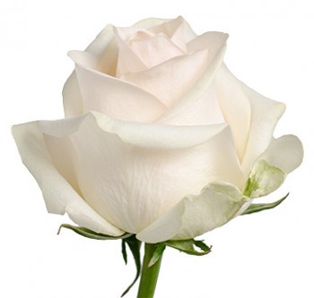Роза-Rosa-Pastella-60cm-MS 22419ea6-a46c-11f0-0a80-047c001c3c64