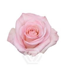 Роза-Rosa-Rhoslyn-60cm-MS 22442b53-a46c-11f0-0a80-047c001c3c67