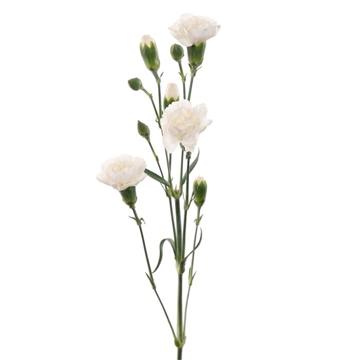 Гвоздика-Dianthus-Nimbus-70cm-AO 224a7664-318c-11f0-0a80-14d80024187c