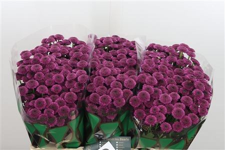 Хризантема сант-Chrysant sant-Aaa Bodilly-55cm-120gr 226f542e-bfa6-11ec-0a80-0b4c00088514