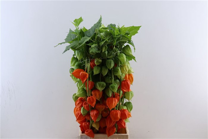 Физалис-Physalis-Lampion Tak-60cm 22851b40-bfa5-11ec-0a80-0b4c00079f49