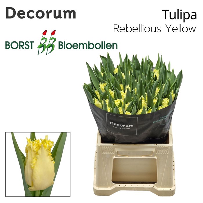 Тюльпан-Tulip-Fr Bloomon-38cm-30gr 22a20d9f-d639-11ee-0a80-0db00023111b
