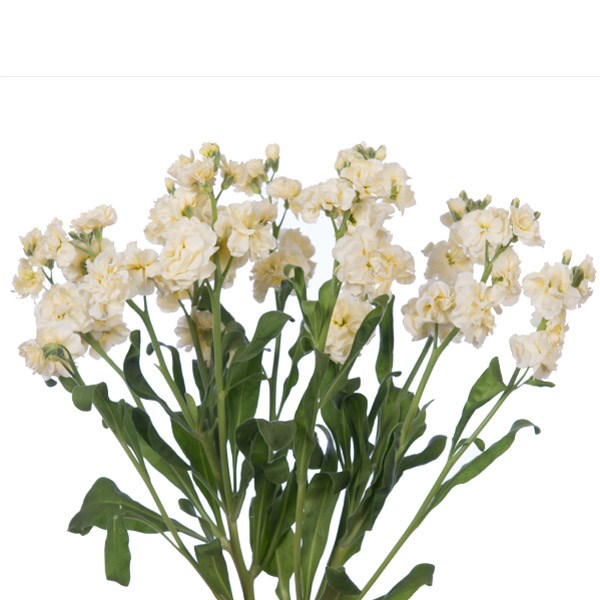 Маттиола-Matthiola-Spray Yellow--NA 22d13a07-4316-11ee-0a80-02a400300f40