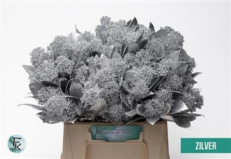 Скиммия-Skimmia-Ov Bs Klb H%-Ice blue-45cm 22d81b8a-9ceb-11ee-0a80-14c300020b7c