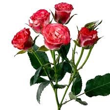 Роза куст-Rosa sp-Fibonacci Spiral -60cm-NR 22daafcc-318c-11f0-0a80-14d800241902