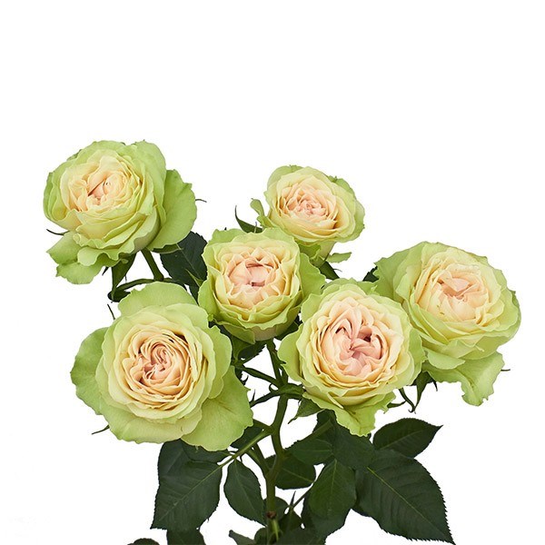 Роза куст-Rosa sp-Fibonacci Yantra-60cm-NR 22dd51dd-318c-11f0-0a80-14d800241906