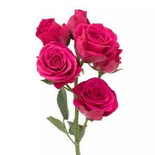 Роза куст-Rosa sp-Hot Majolica-60cm-NR 22ed906a-318c-11f0-0a80-14d80024192a