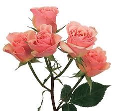 Роза куст-Rosa sp-Ilse-60cm-NR 22f1c74c-318c-11f0-0a80-14d80024192f