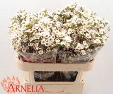 Ваксфлауэр-Chamelacium-Rhiannon-70cm-35gr 22f3e437-88ba-11f0-0a80-01020010d467