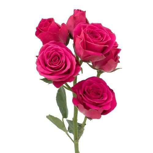 Роза куст-Rosa sp-Lovely Lydia-60cm-NR 22f4a41f-318c-11f0-0a80-14d800241933