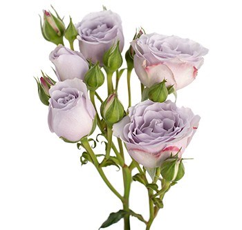 Роза куст-Rosa sp-Silver Mikado-60cm-NR 22fb534d-318c-11f0-0a80-14d800241963