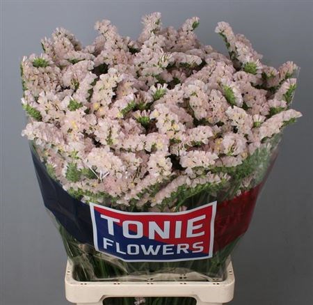 Лимониум-Limonium-S Apri Sun Birds-80cm-52gr 230a9cb0-9ceb-11ee-0a80-14c300020b85